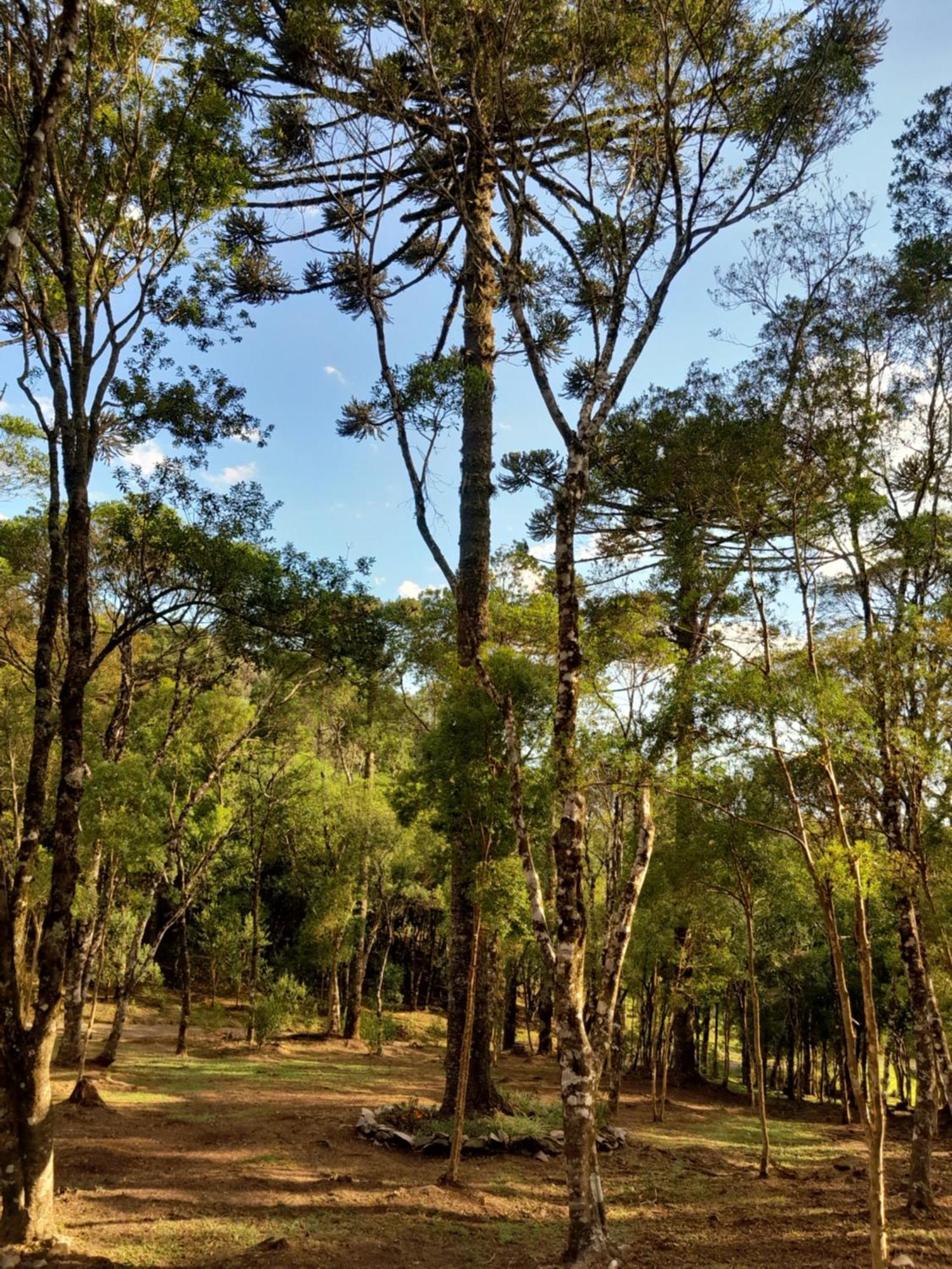São Francisco de Paula Cabanas Dos Pinheiros חדר תמונה