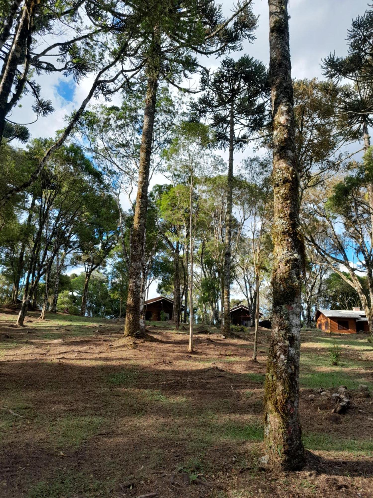 São Francisco de Paula Cabanas Dos Pinheiros חדר תמונה