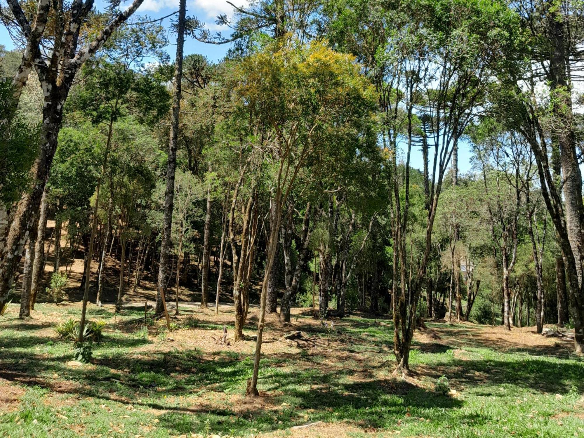 São Francisco de Paula Cabanas Dos Pinheiros חדר תמונה