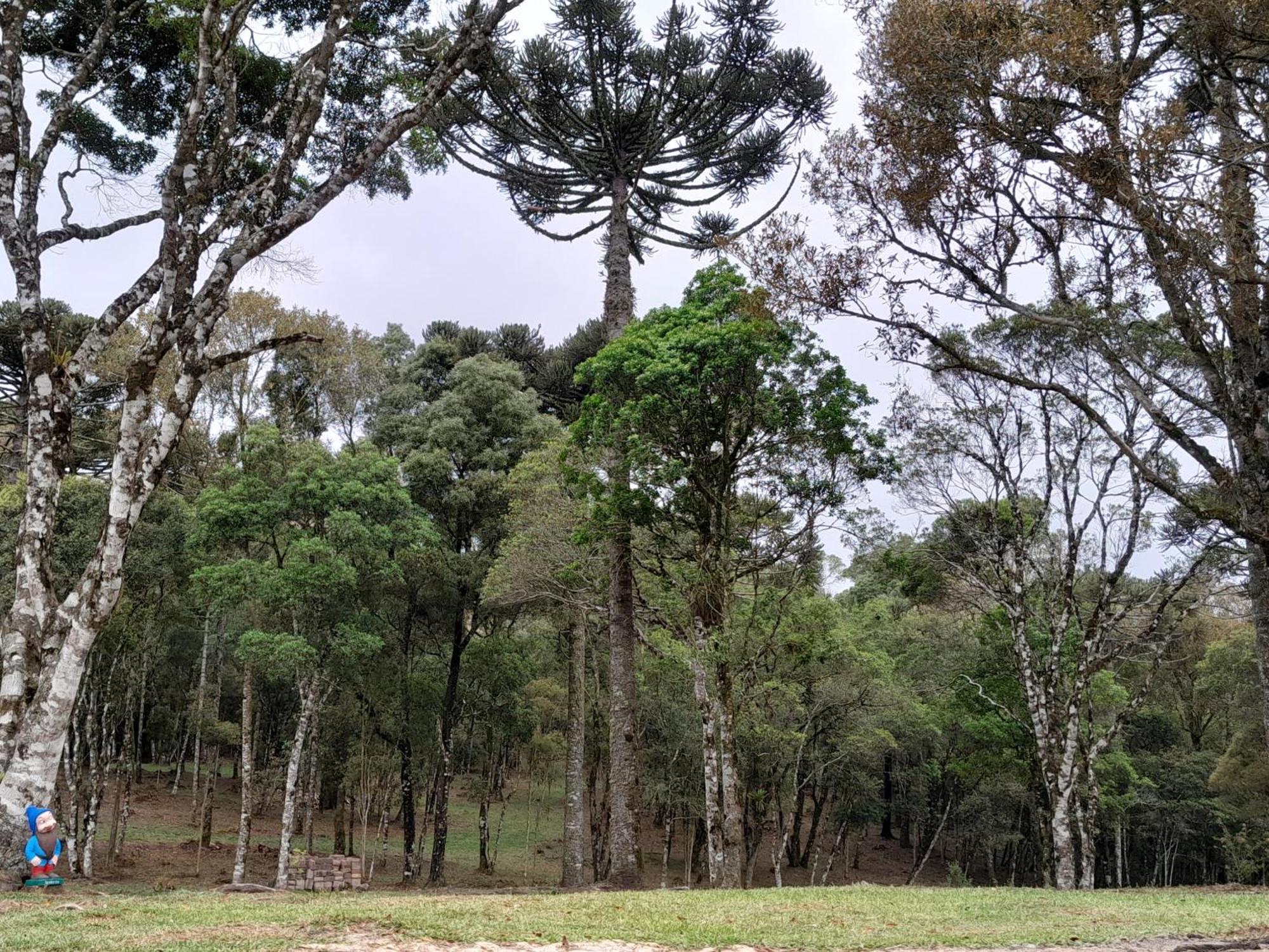 São Francisco de Paula Cabanas Dos Pinheiros חדר תמונה