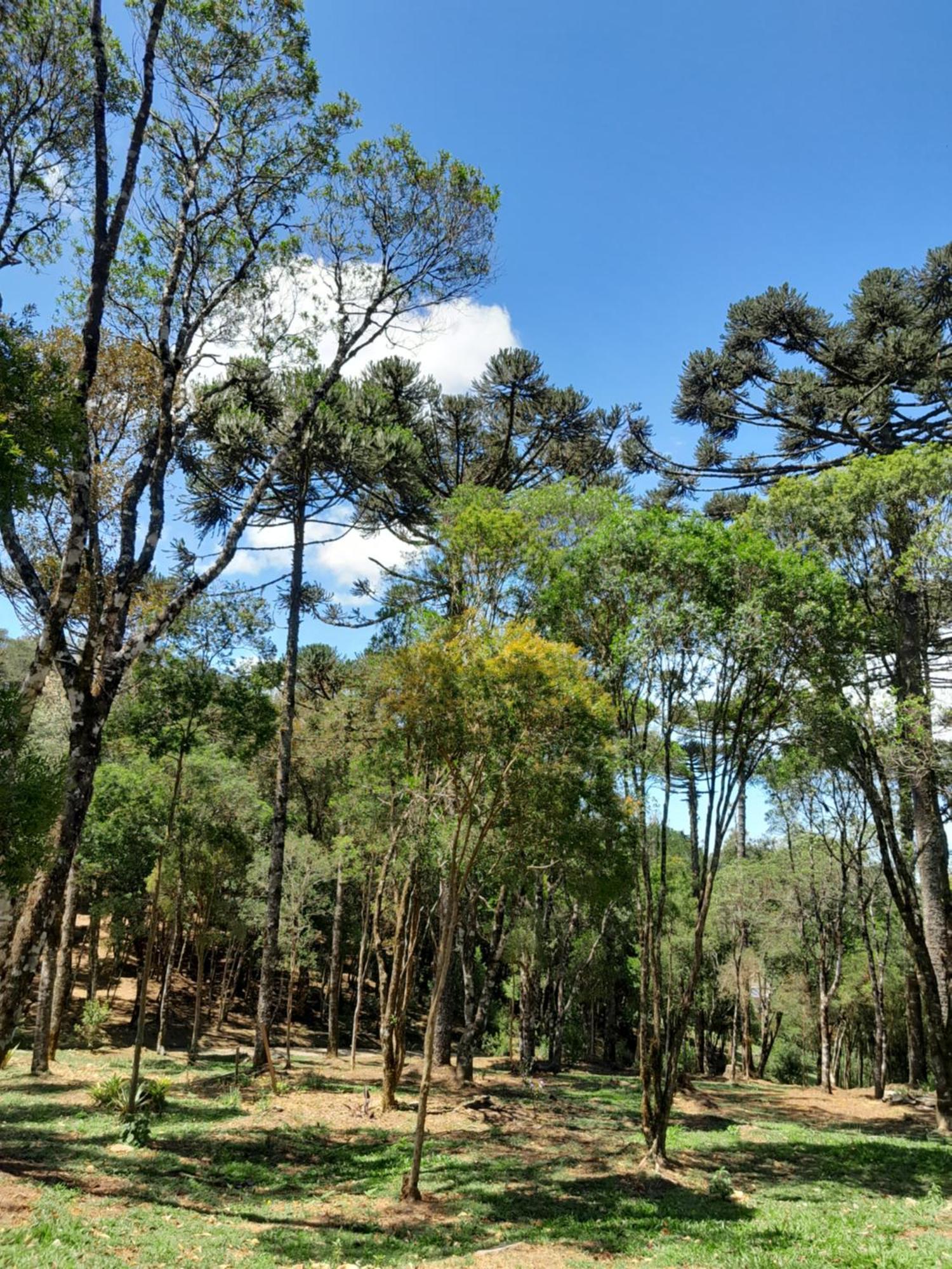 São Francisco de Paula Cabanas Dos Pinheiros חדר תמונה
